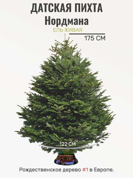 Елка живая Standart Nordmann (Датская елка/Пихта Нордмана) 150-175 см ...
