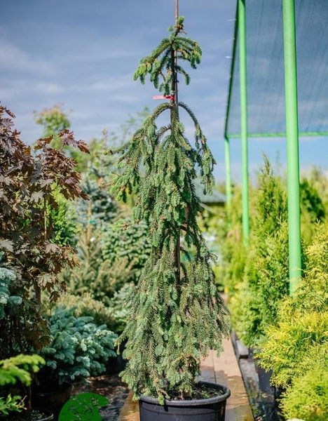 Елка живая новогодняя Инверса в горшке (250-275 см, C70) - купить с ...