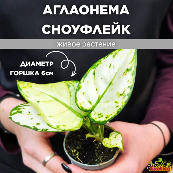 Характеристики Аглаонема Сноуфлейк (Aglaonema Snowflake) D6см подробное ...