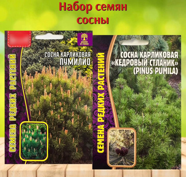 Сосна, Туя Набор семена хвойных деревьев Сосна карликовая Кедровый ...