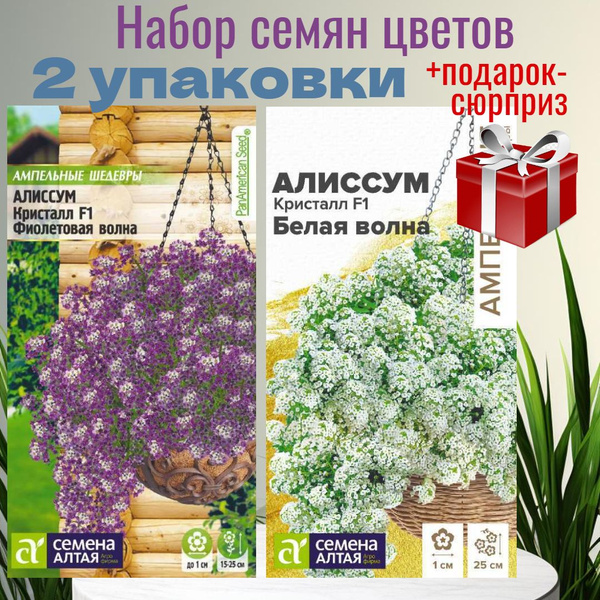 Алиссумы Семена Алтая набор цветы - купить по выгодным ценам в интернет ...