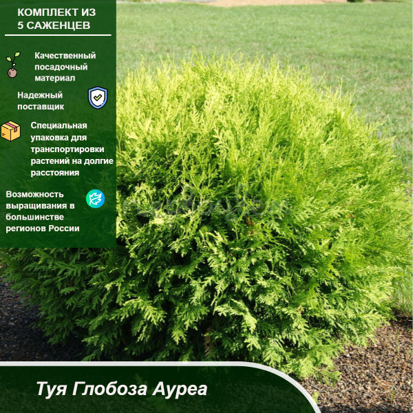 Комплект 5шт / Туя Глобоза Ауреа - купить с доставкой по выгодным ценам ...