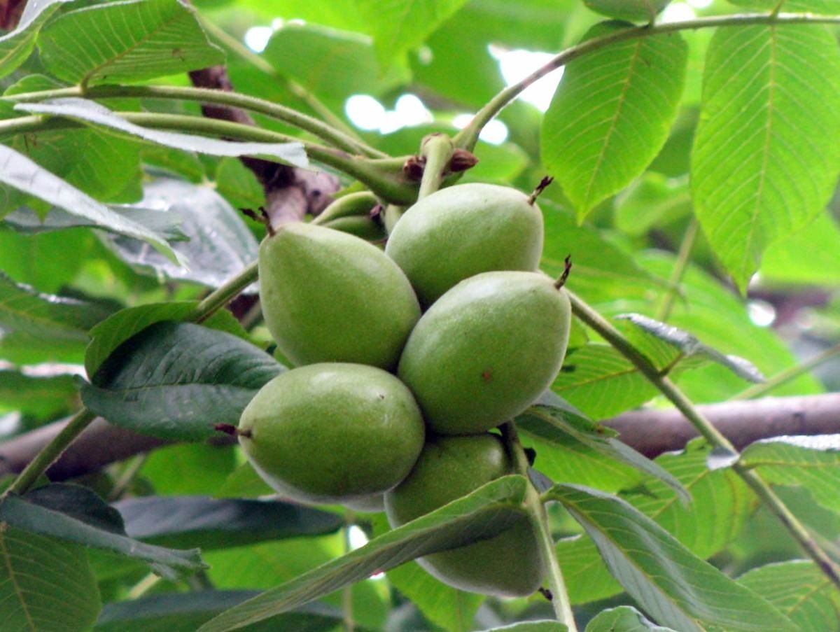 Крупнейший плод дерева. Орех маньчжурский (Juglans nigra l.). Маньчжурский (думбейский) орех.