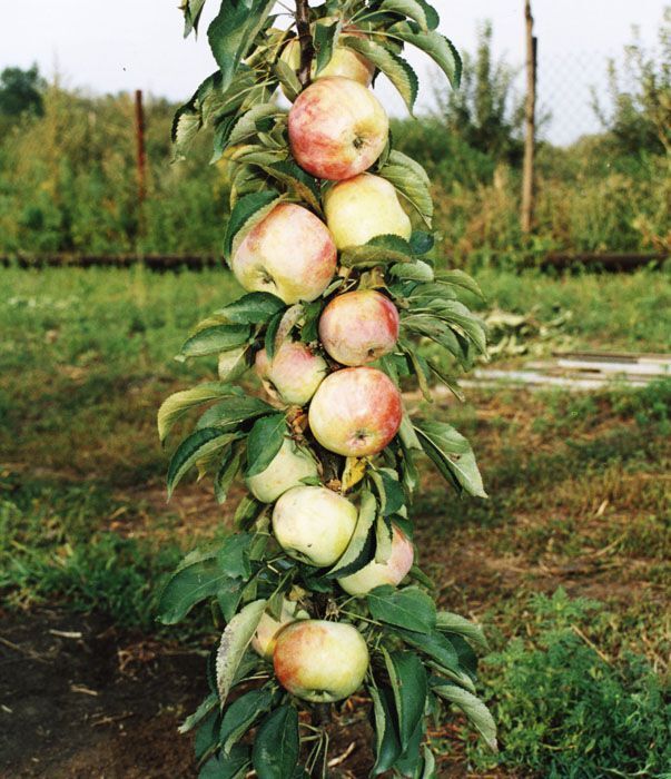 Сорта колоновидные яблони для урала сорта фото