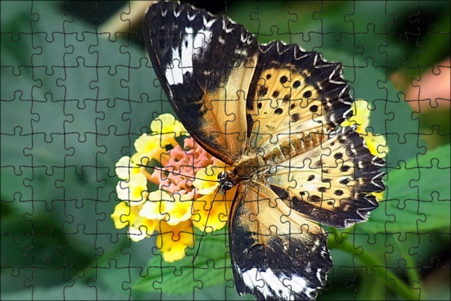 Life Story of the Black Swallowtail Butterfly Butterfly garden design, Butterfly