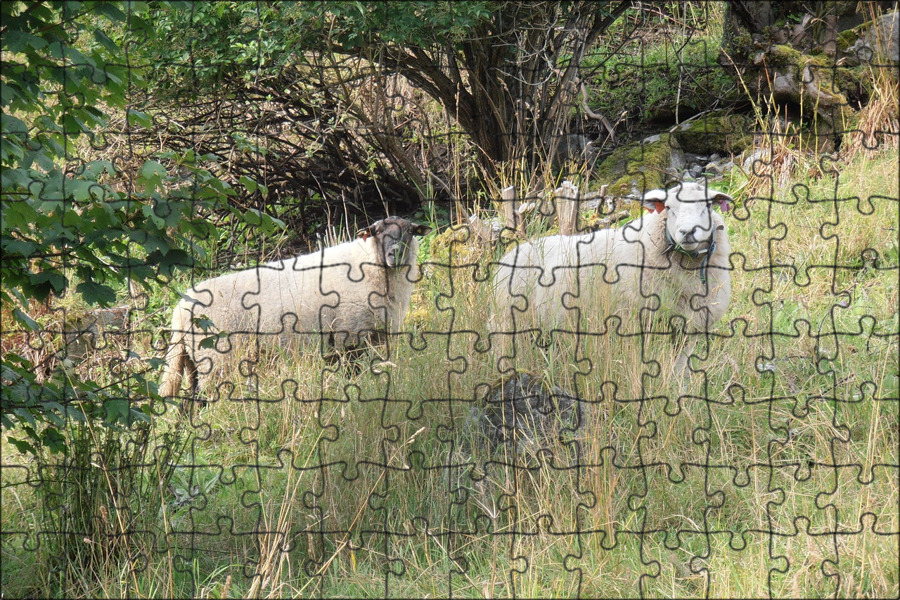 The sheep in the field. Поле с овцами. овцы полли и молли. овцы в поле фото. sheep field.