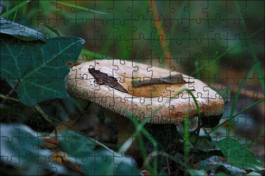 Вешенка болезни. Агарик бразильский гриб. Белый гриб заморозка. Псило грибы фото. Влаги грибы.