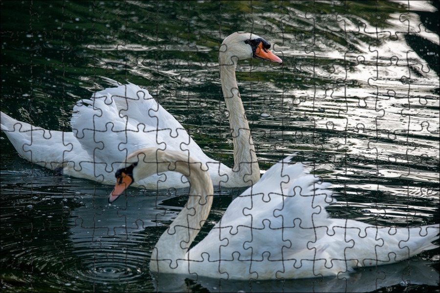 Angry swan. Those swans. Лебеди на патриарших. Those swans. Красивые лебеди.