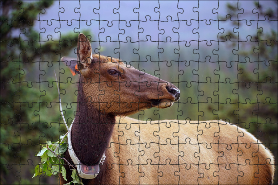 Match 8 interesting wildlife. Мечение животных. Животные-компаньоны