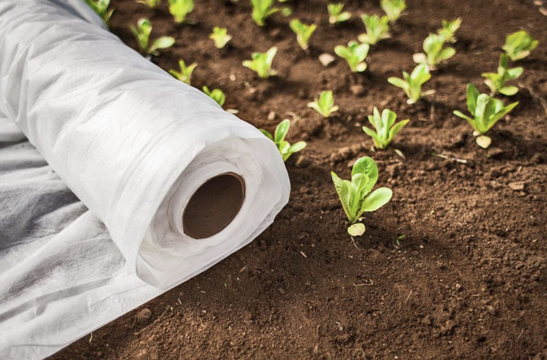 Геотекстиль для мульчирования. Кв. Спанбонд агро. Агроволокно что это такое. Пленка для грядок от сорняков.