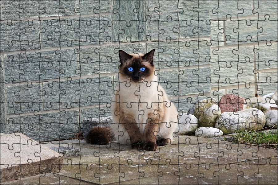 Сиамские котики