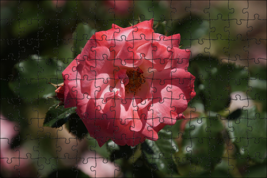 The tale of rose. The gem of the orient. A twist of tales. The tale of rose. The gem of the orient.