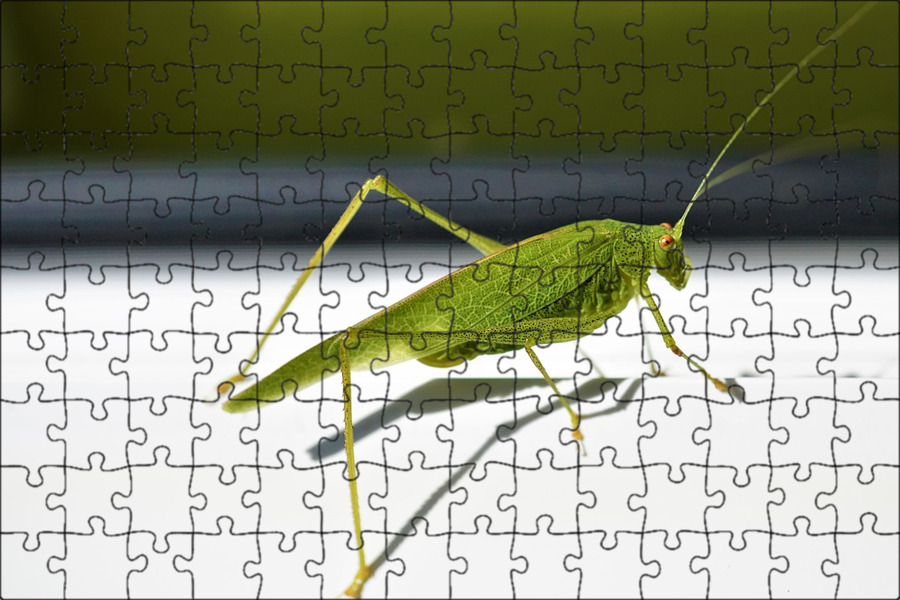 лошадь стоит с длинной гривой. акрида хабаровск. 8011. сверчок с крыльями. яйца кузнечика.