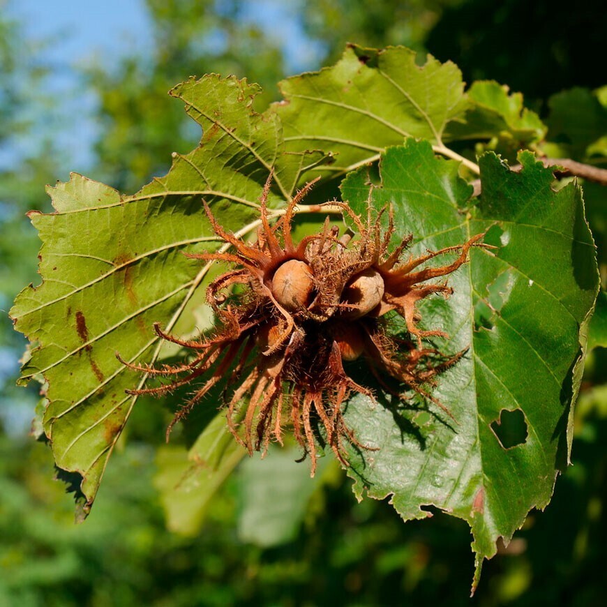 Фото дерева фундук орех и листьев