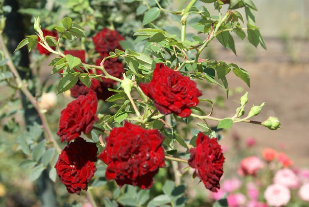 Ред каскад почвопокровная роза фото