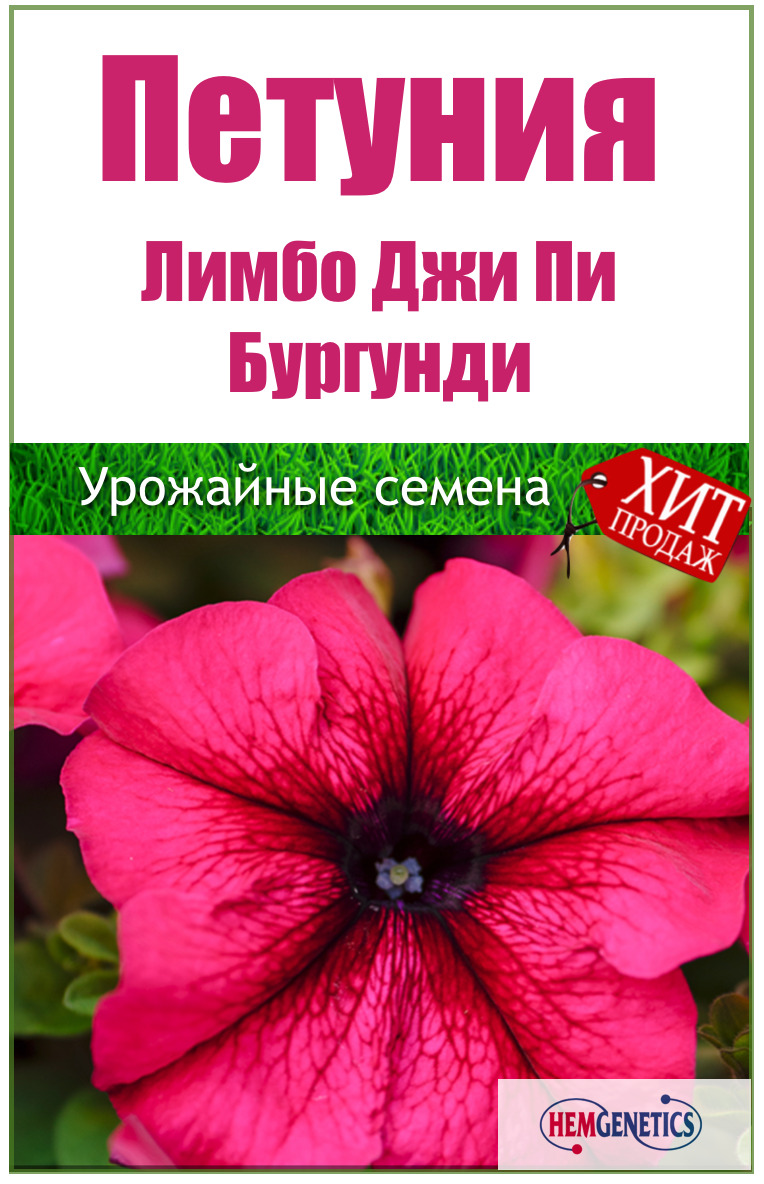 Петуния Мамбо Описание Фото Отзывы