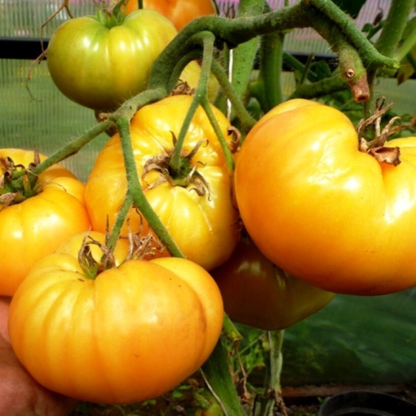 Помидоры инжир розовый. Томат сорт инжир. Томат лотарингская красавица розовая. Томат американский ребристый красный. Томат инжирный розовый.