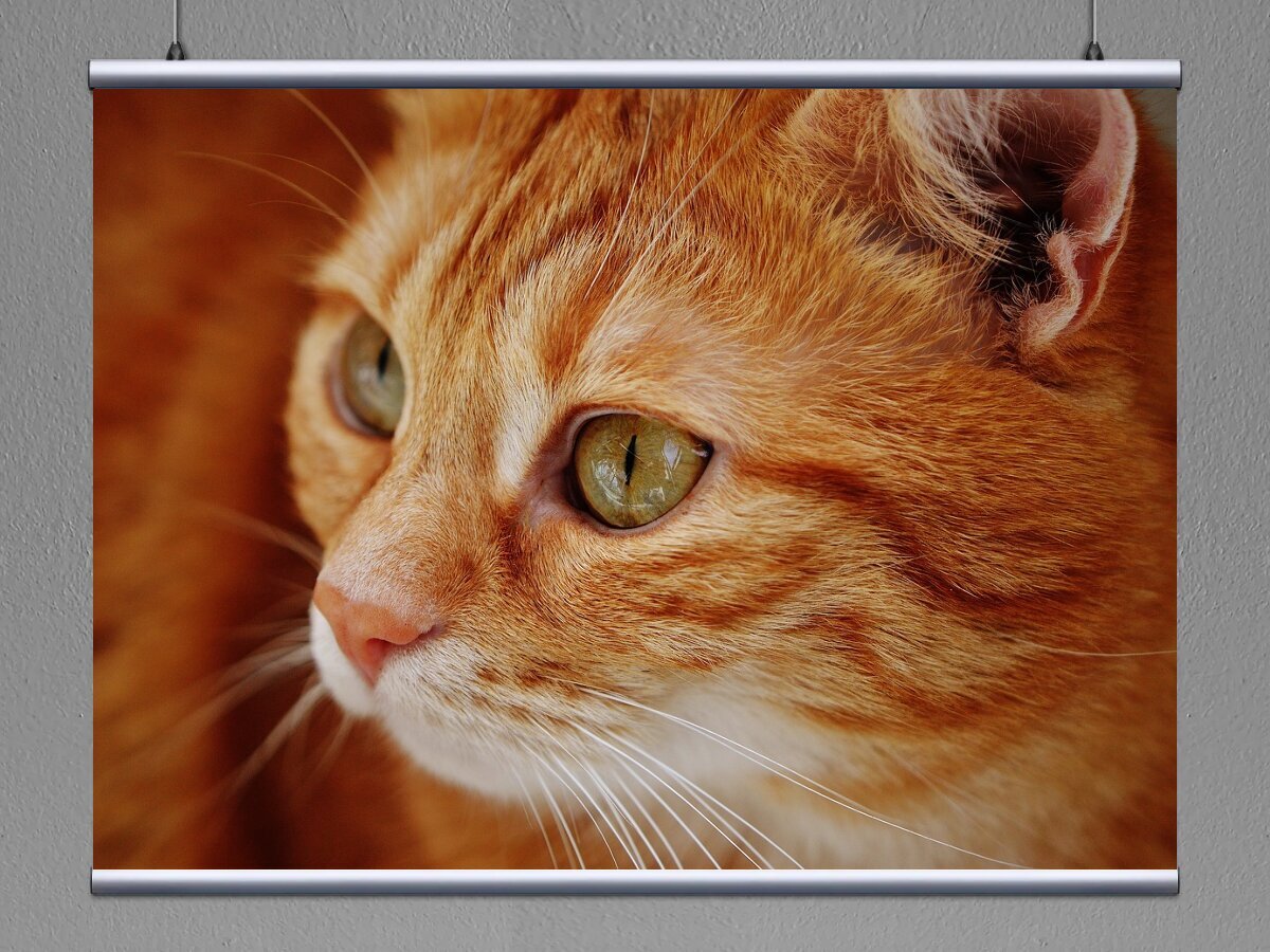 Фото рыжий котик