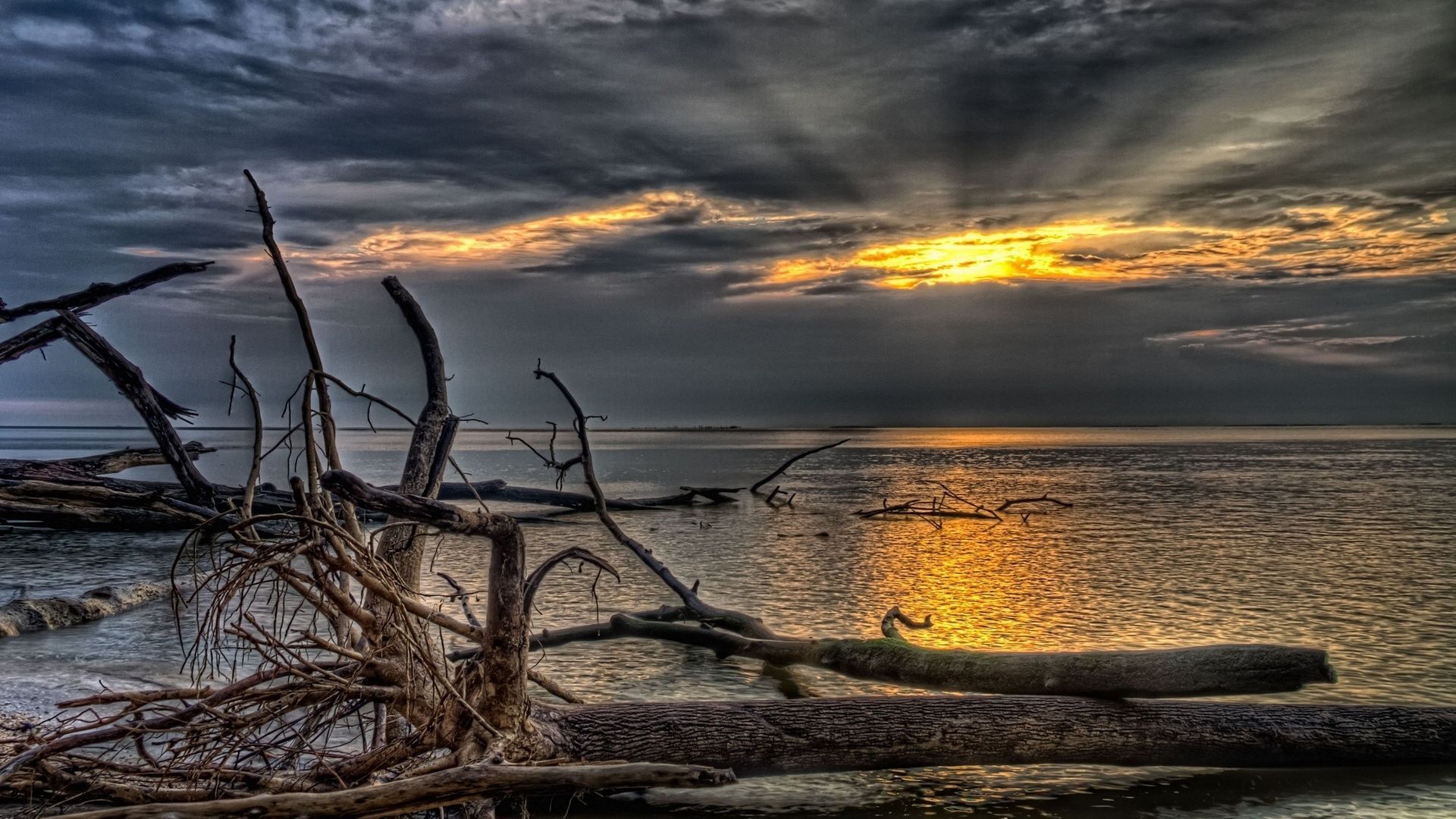 Ветви море. Grey Sunset. Waterscape.