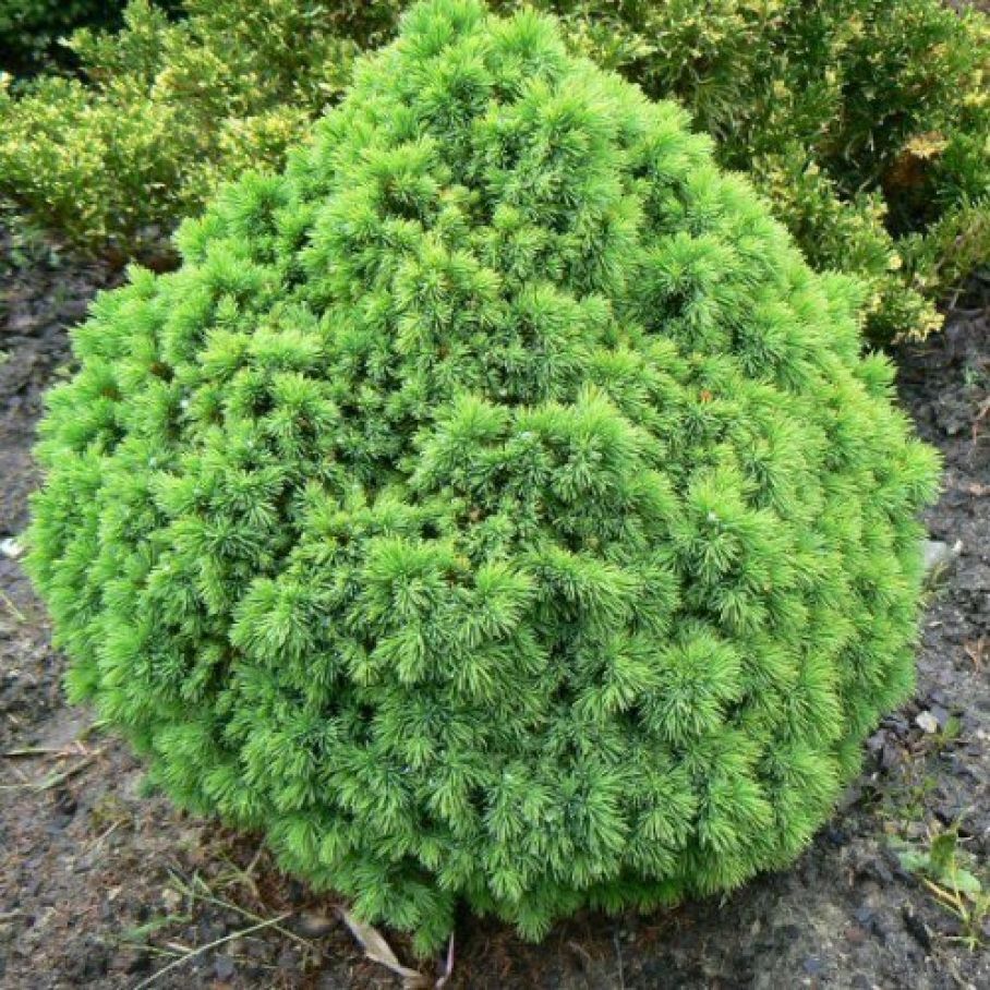 Хвойные высота. Ель сизая (Picea glauca) “Alberta Globe”.
