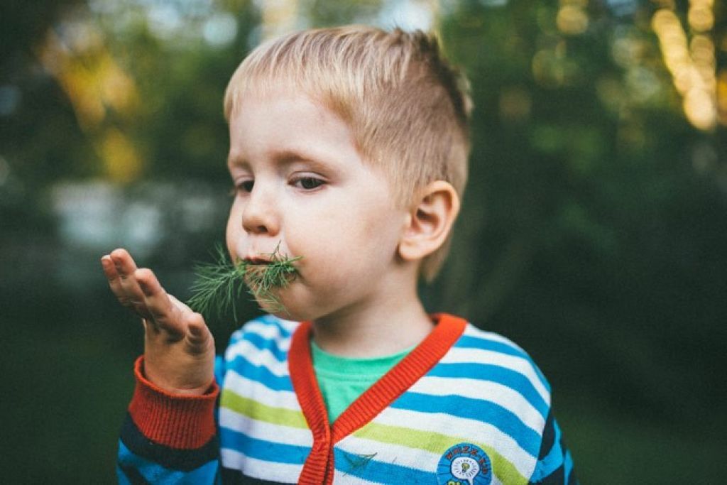 Детский укроп. Кушает зелень. Дети едят траву. Трава кушать. Мальчик ест траву.
