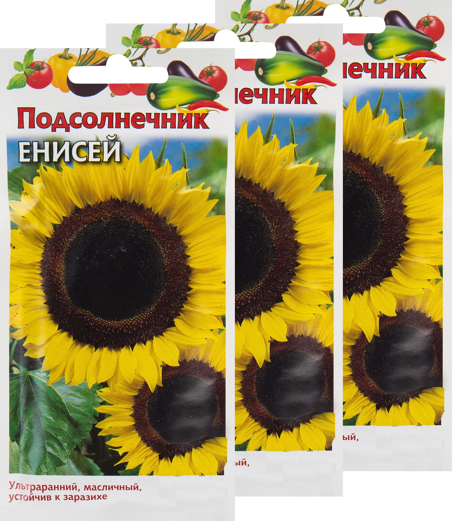 Семена Подсолнечника Енисей Купить