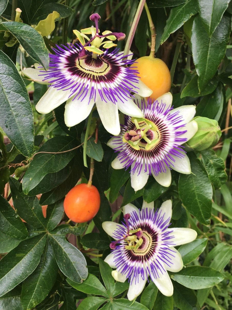 Семена Маракуйя пассифлора съедобная (Passiflora edulis), 5 штук