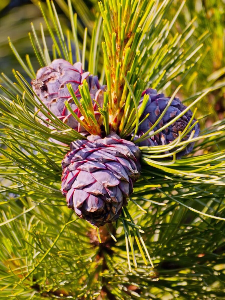 СеменаКедрсибирский(Pinussibirica),350штук