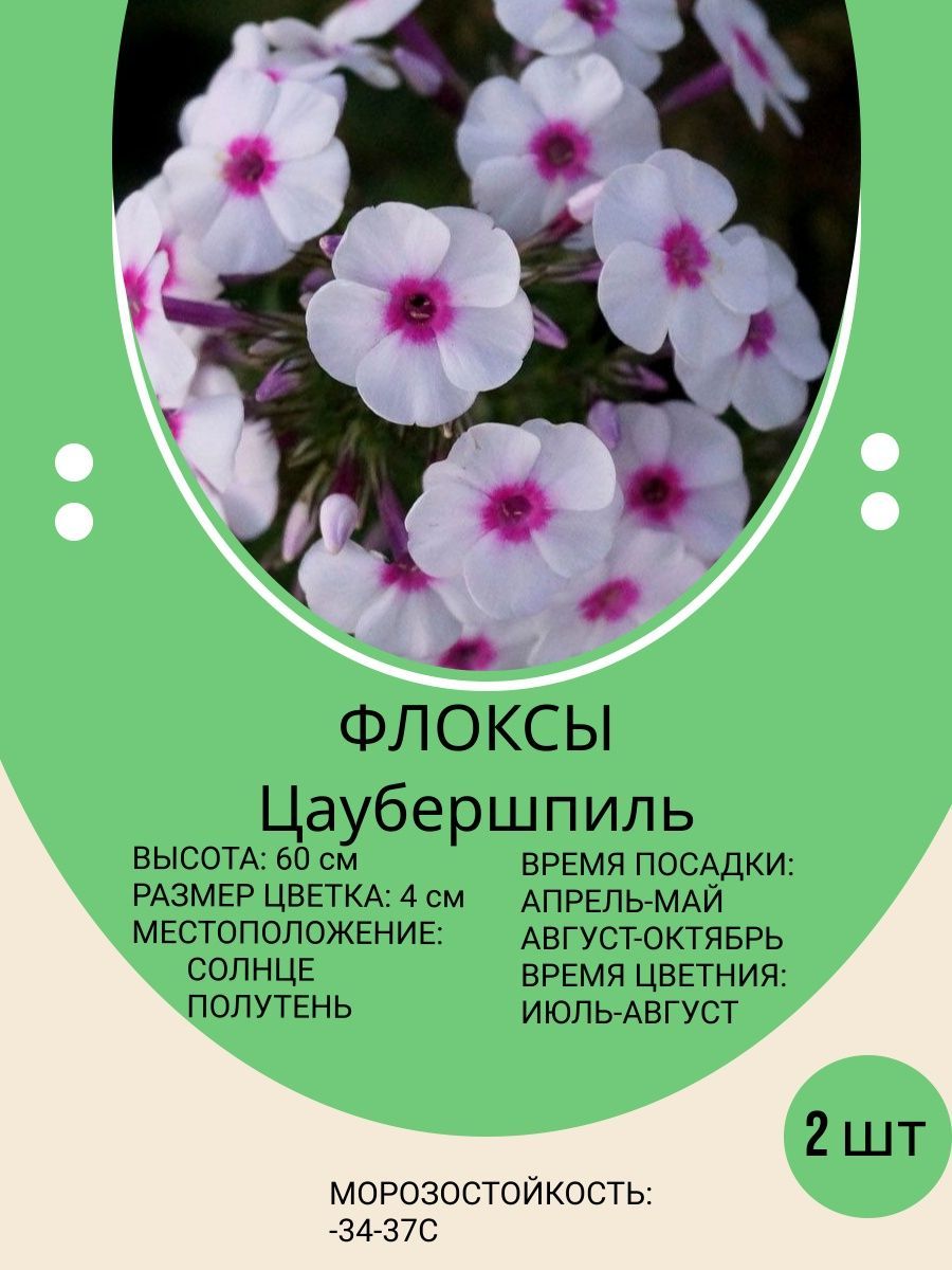 Как собрать семена флоксов многолетних