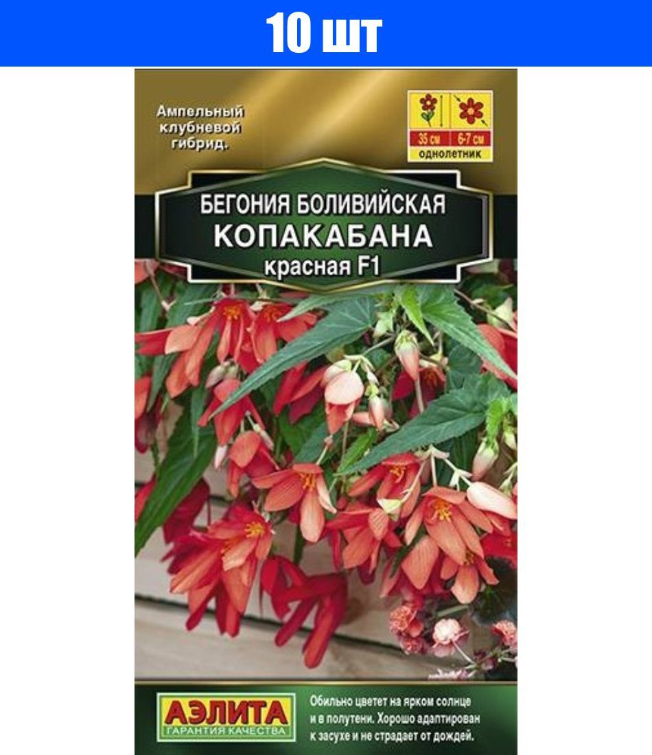 бегония копакабана. бегония боливийская ампельная. бегония боливийская копакабана f1 оранжевая. бегония боливийская "f1 триумф". бегония боливийская санта круз.