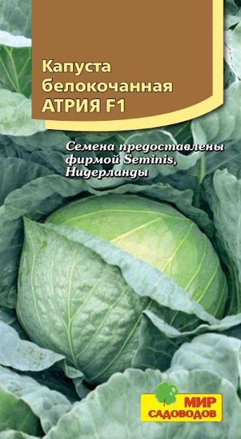 Капуста атрия отзывы фото Капуста Мир Садоводов Cемена Капуста белокочанная "Атрия F1" - купить по выгодны