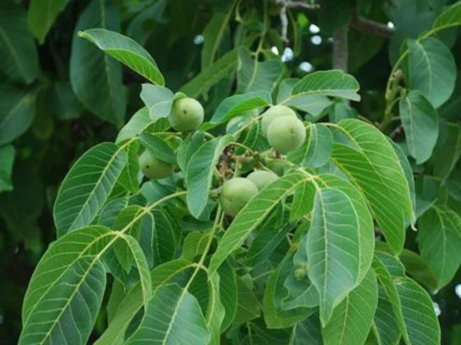 Грецкий орех дерево листья