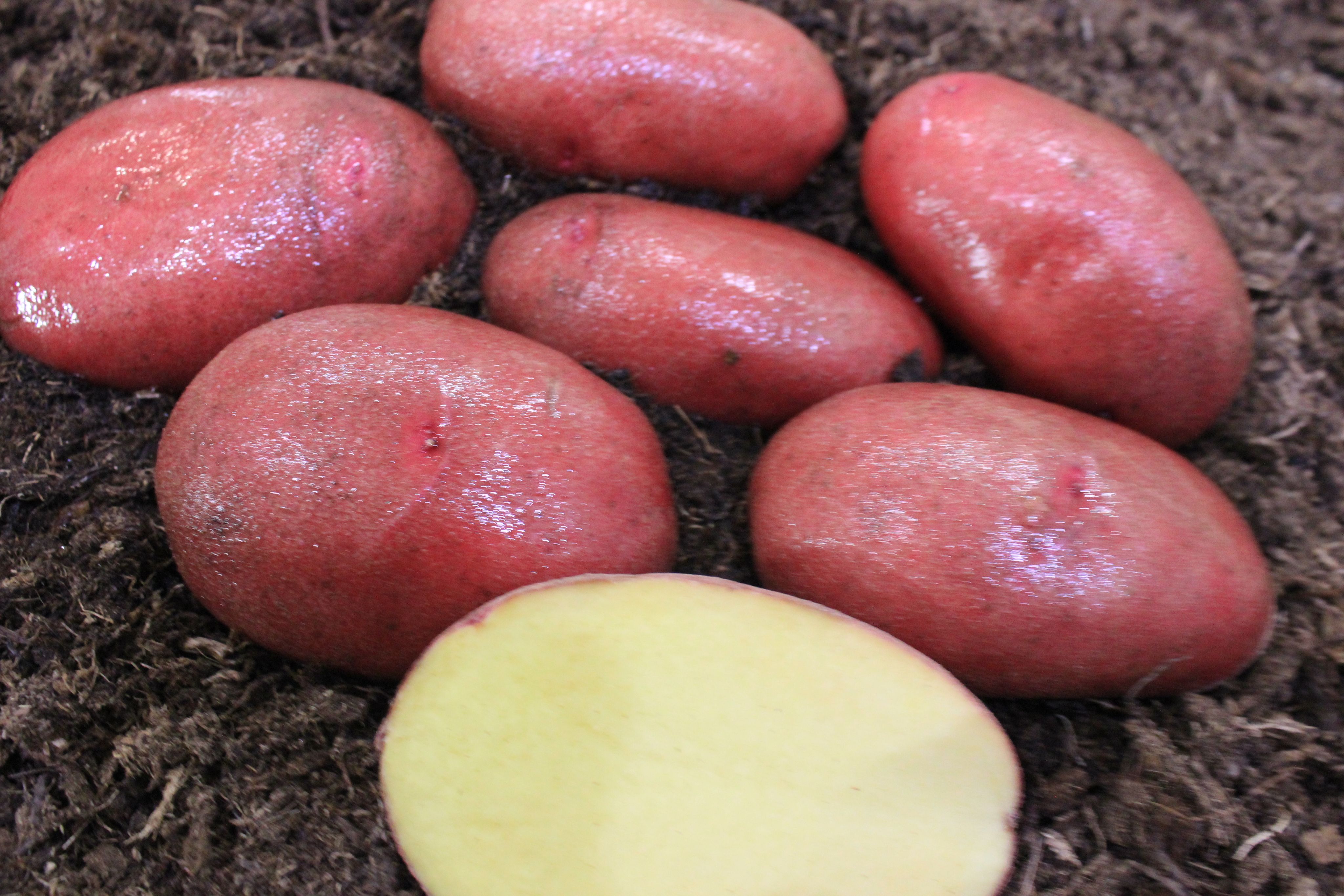 Сорт картофеля Мираж. Картофель семенной 2кг Жуковский ранний суперэлита. Картофель семенной 2кг Синеглазка суперэлита.