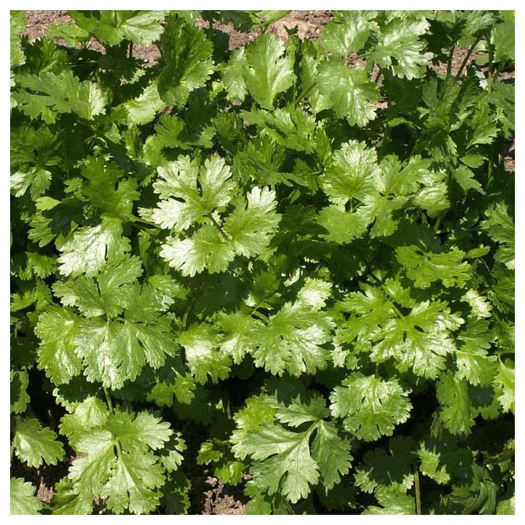 Кинза многолетняя. Как выглядит кинза. Кинза сорт соната. Кориандр (кинза). Кориандр (кинза).