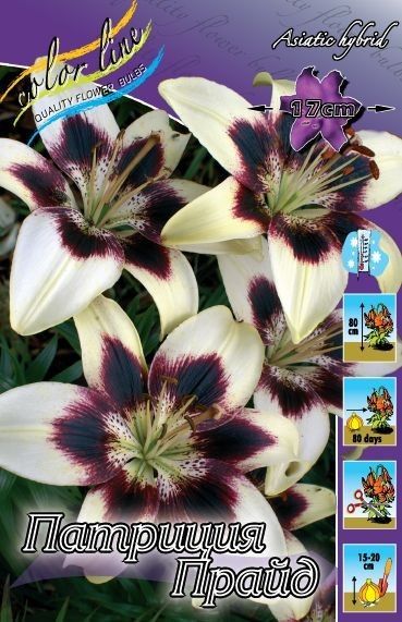 Holland Bulbs Лилия Силла" - Результаты поиска - Яндекс.Маркет