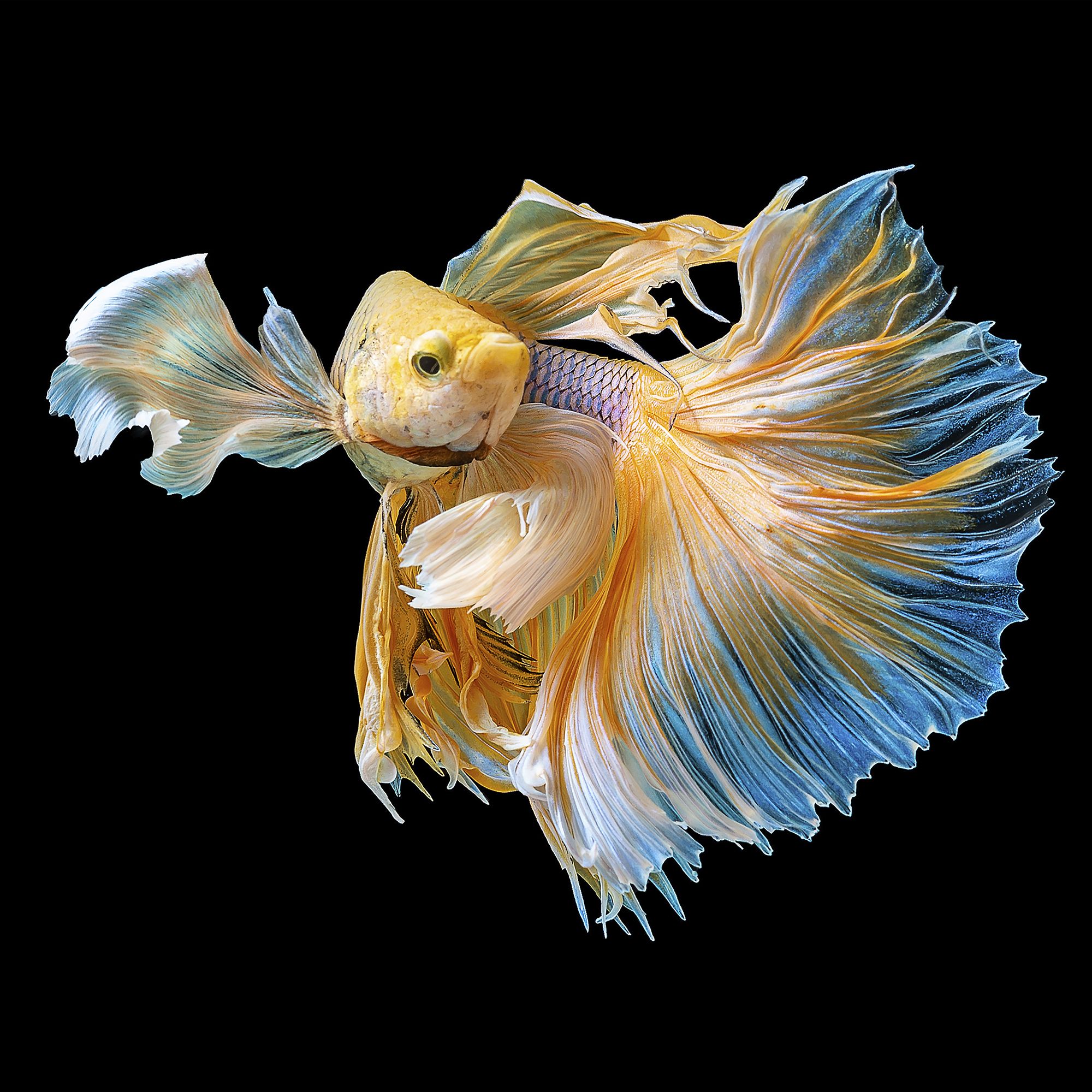 Золотая рыбка фотографии. Рыба золото перо. Золотая рыбка для выжигания. Маленькая золотая рыбка. Рыба золото перо.