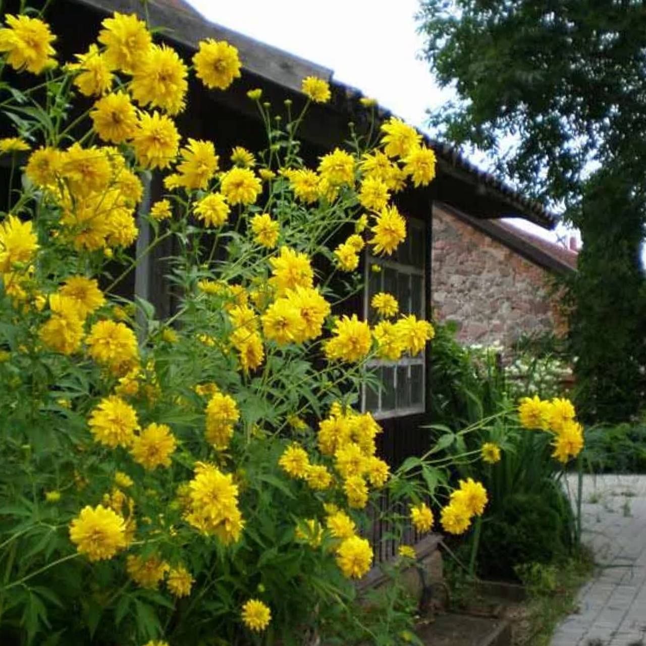 Желтые Цветы Для Дачи Многолетники