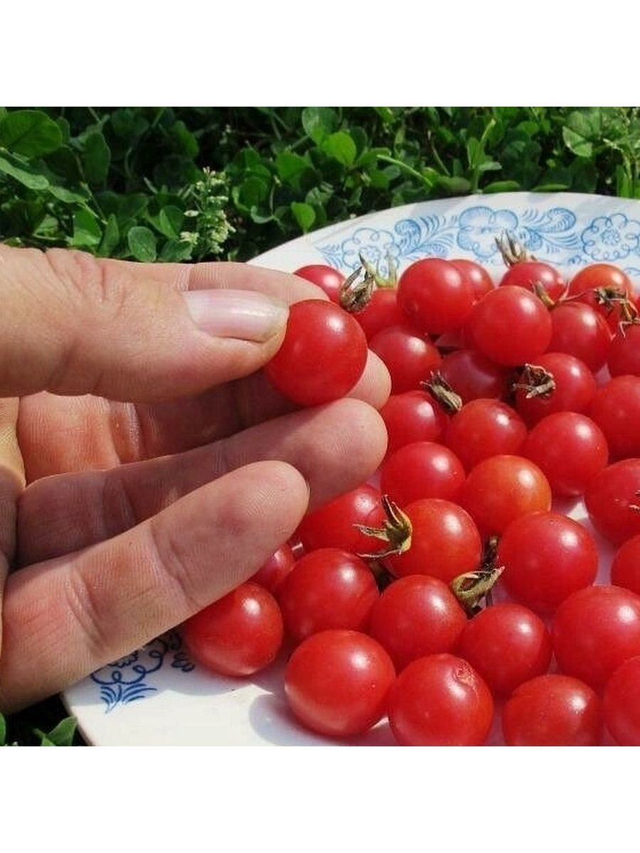 Терра семена. Томат дикий Lycopersicon pimpinellifolium. Кубанские помидоры. Дикорастущий томат. Томат Кубанский.