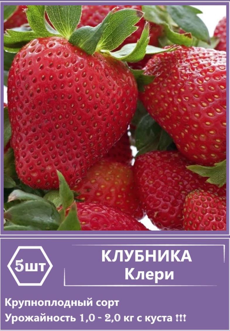 Земляника клери описание отзывы. Земляника корень. фото клубники кисс неллис. земляника мурано сколько весит ягода.