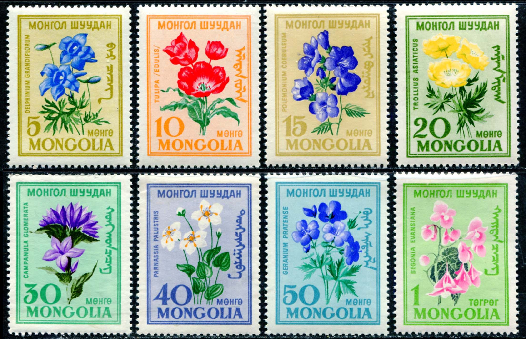 Монголия цветок