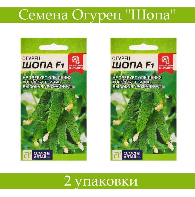 Огурец шопа отзывы фото. Огурец шопа семена алтая. Сорта огурцов пикалина f1. Огурец шопа f1. Огурцы кураж.