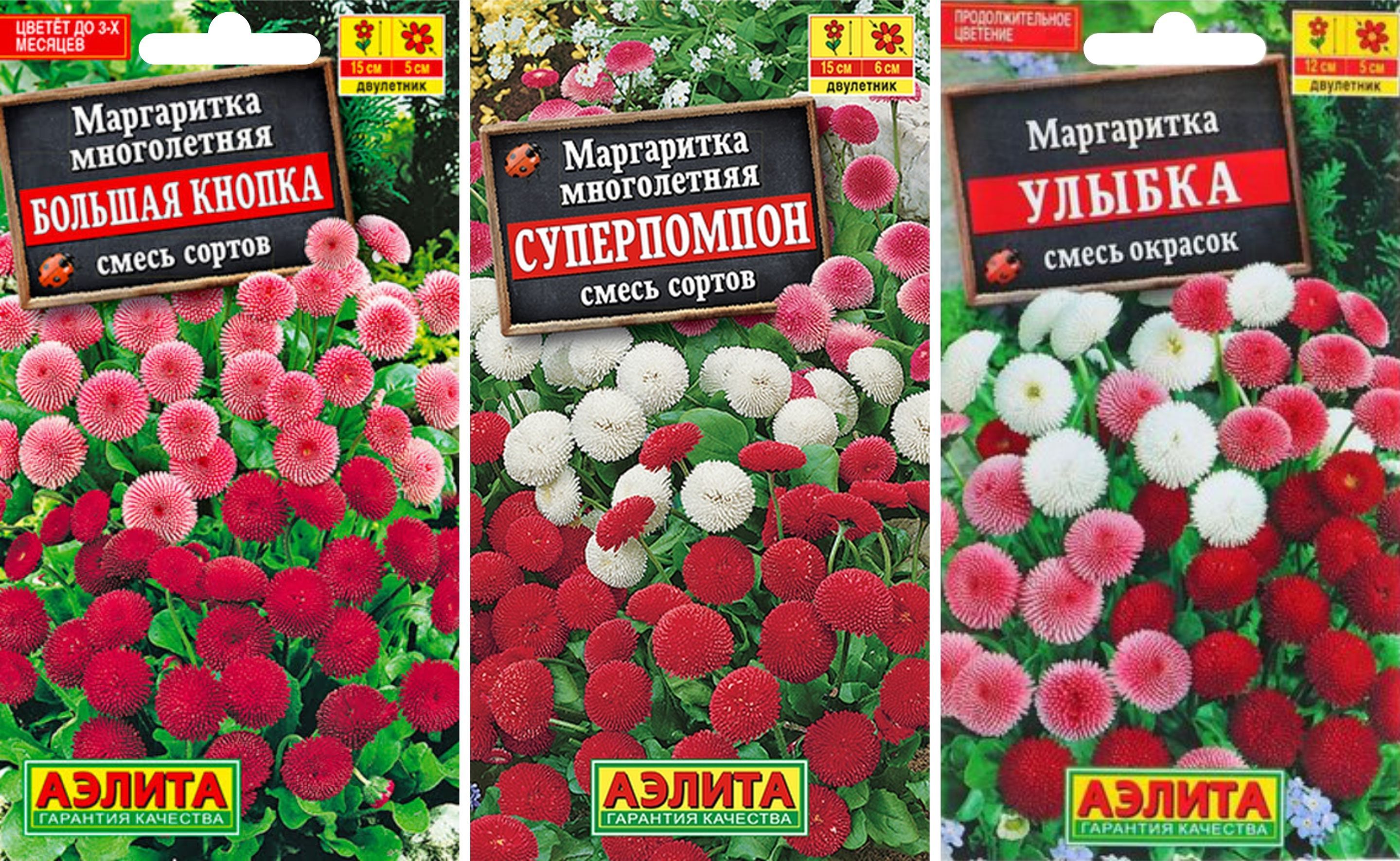 Маргаритки Семена Купить