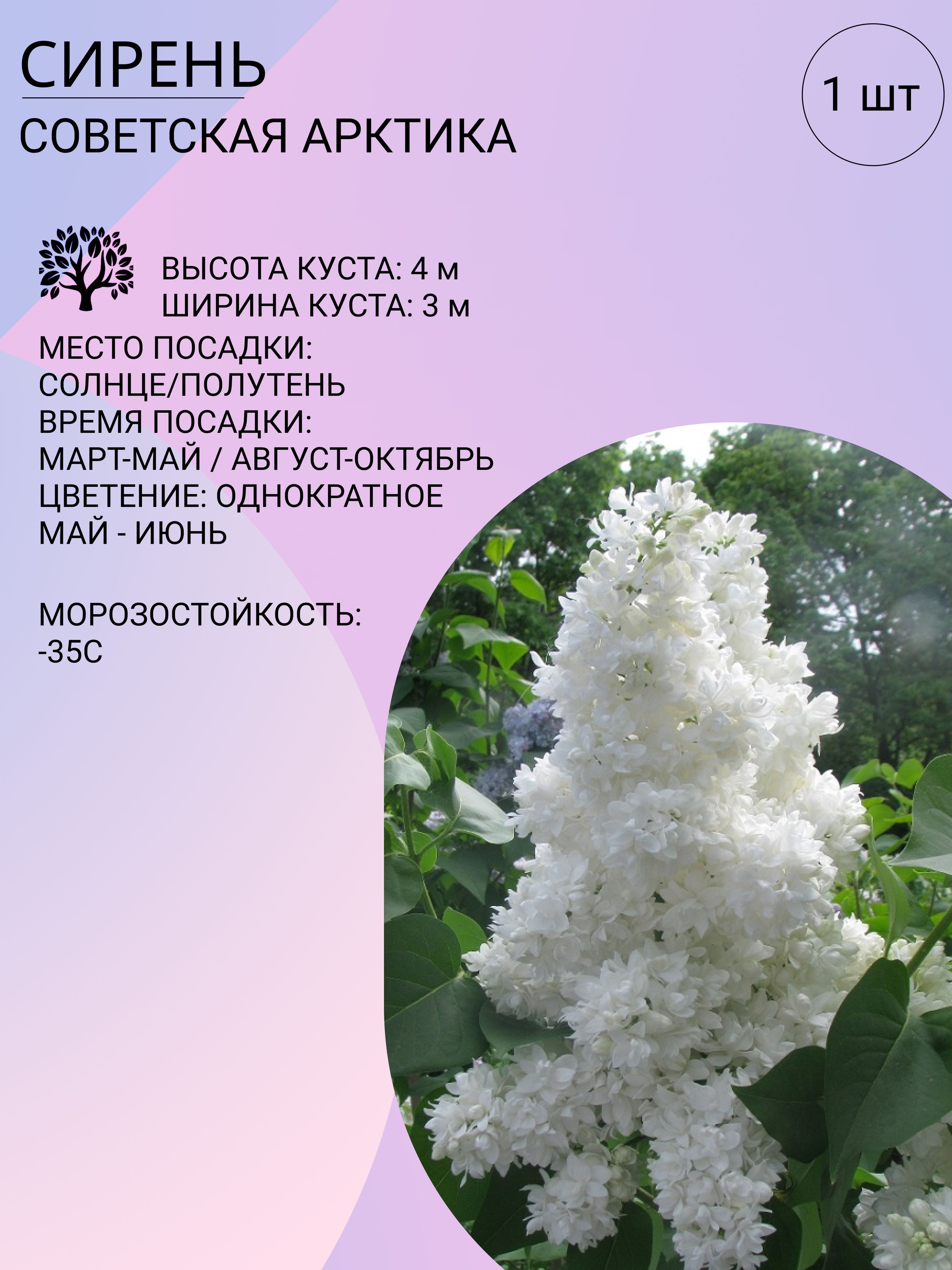 В какое время года появляется сирень. Сирень декоративная. пышный куст сирени. сирень декоративная майра. когда появляется сирень.