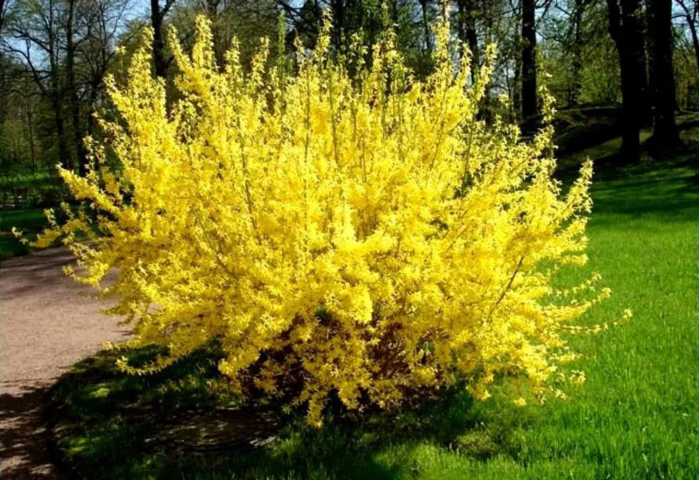 Купить Саженцы Декоративных Кустарников В Москве