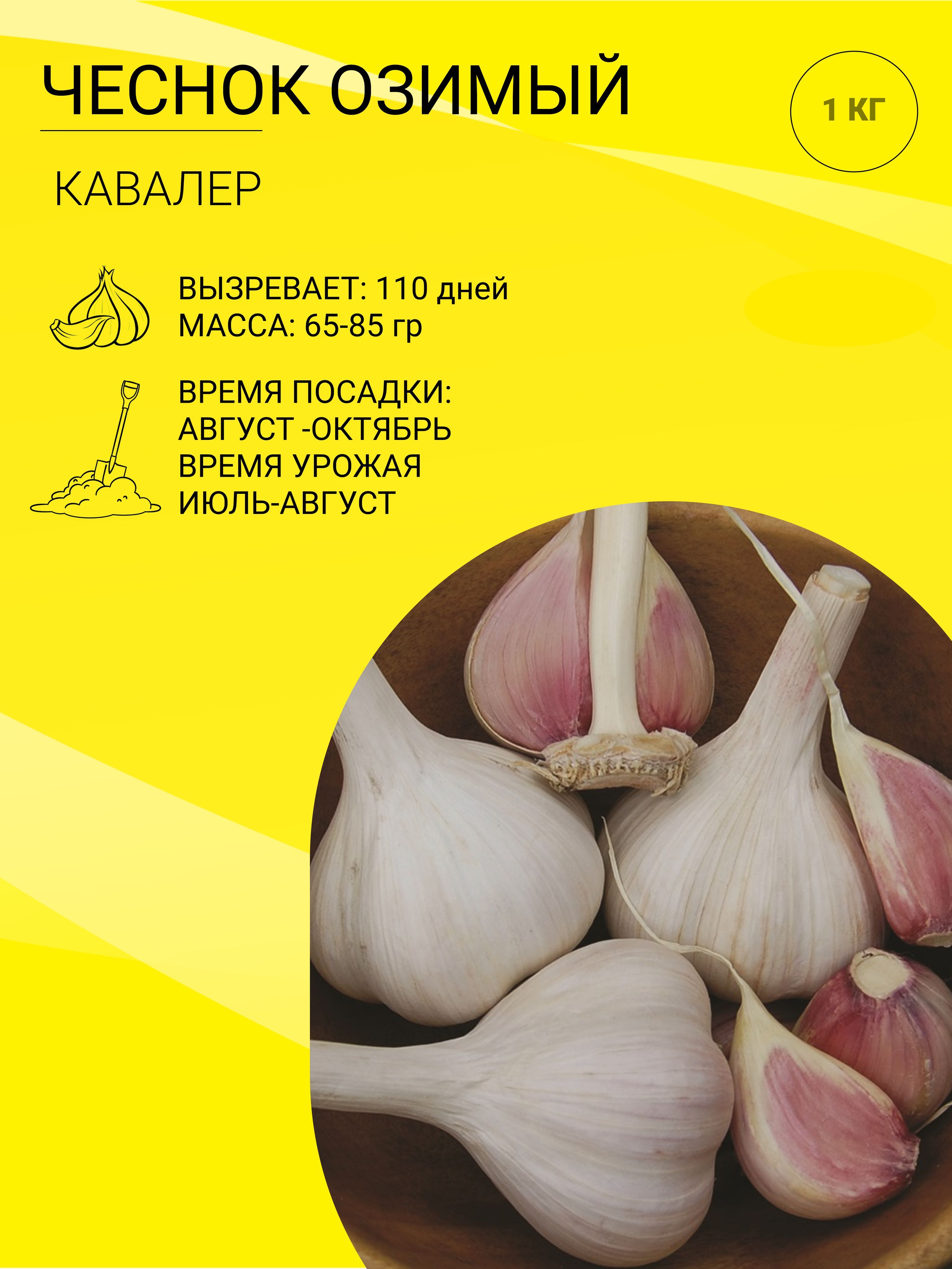 Сорт кавалер. Яровой чеснок. Крупный чеснок сорта. Чеснок богатырь. Большие сорта чеснока одной луковицей