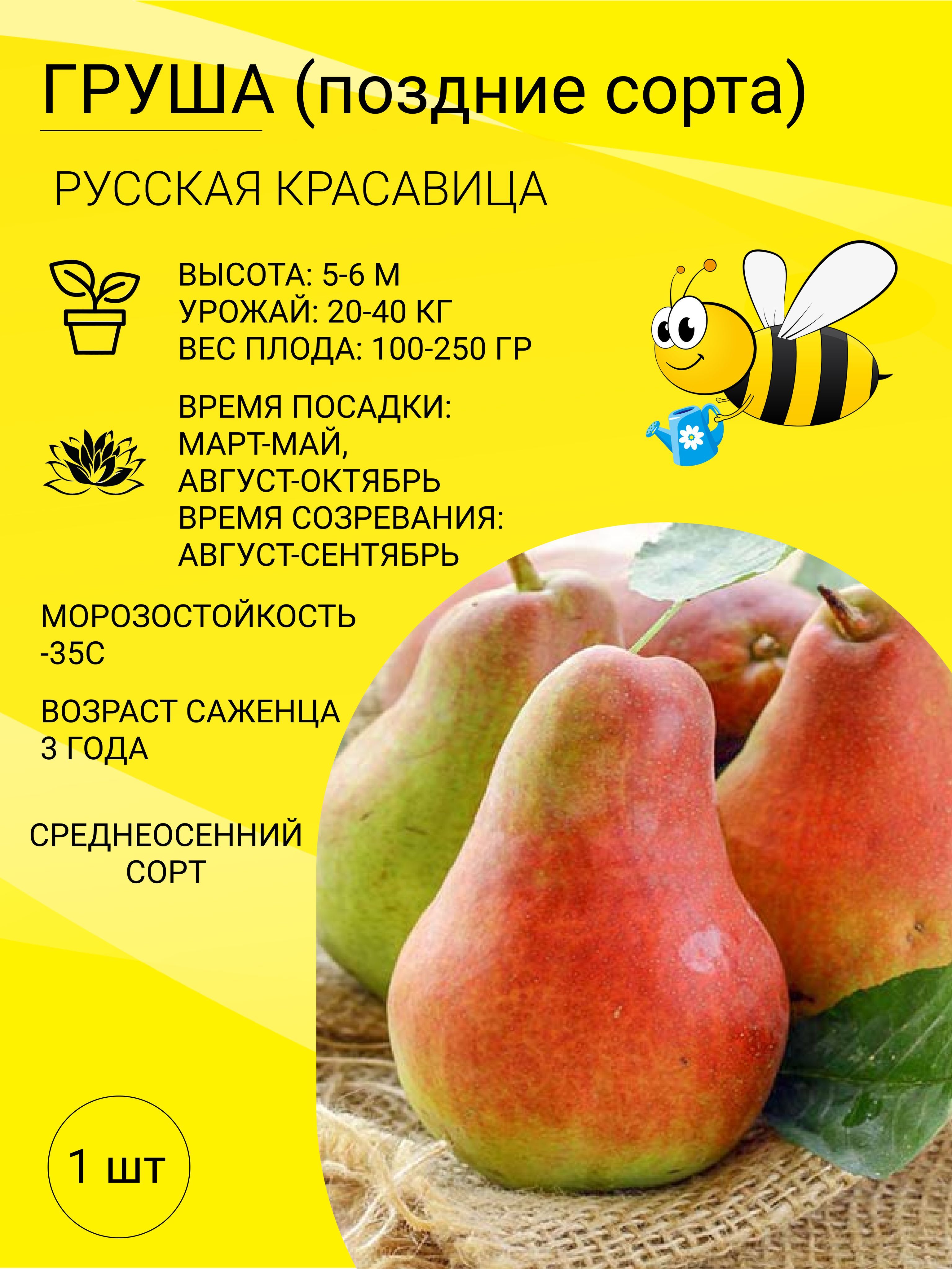 Груша красавица черненко описание. Поздние сорта груш. Молотый клубень груши.