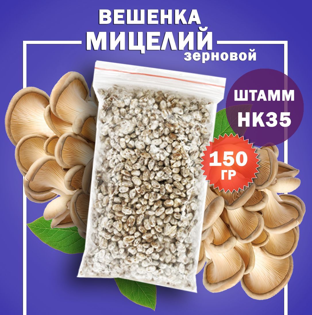 Мицелий грибов вешенка зерновой (штамм НК35) - 150 гр.