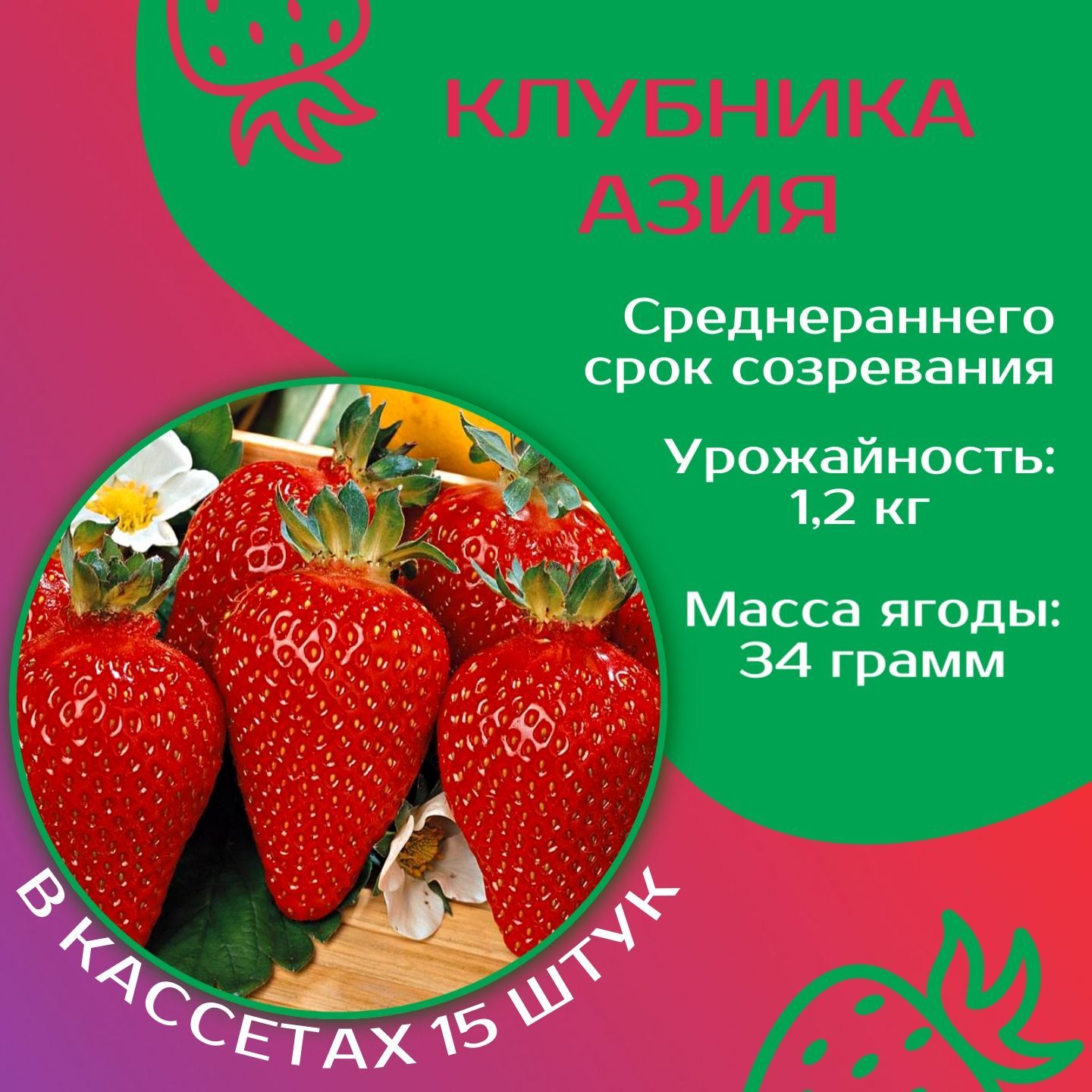 Семена Клубники Азия Купить Интернет Магазин