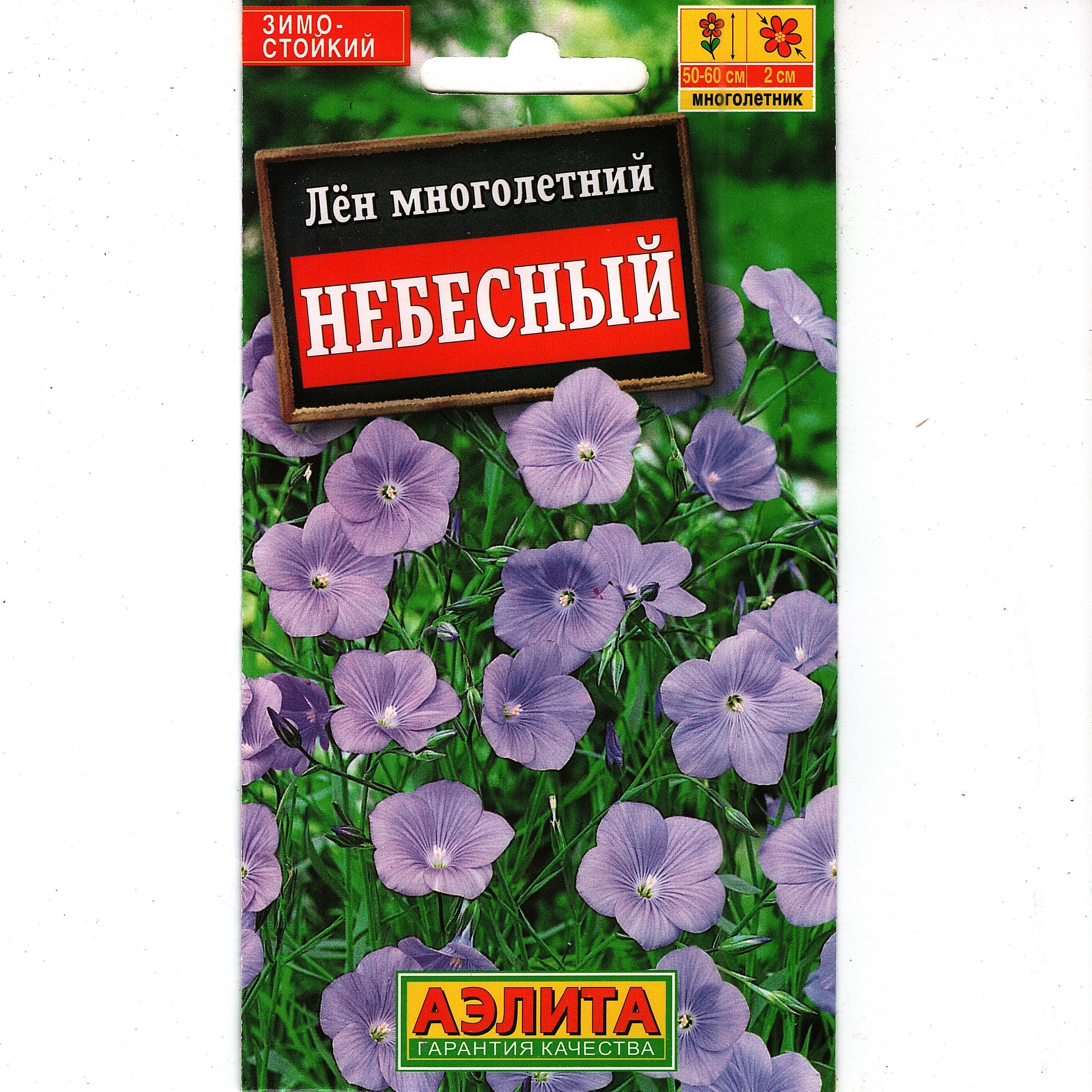 Лен Многолетний Небесный Фото