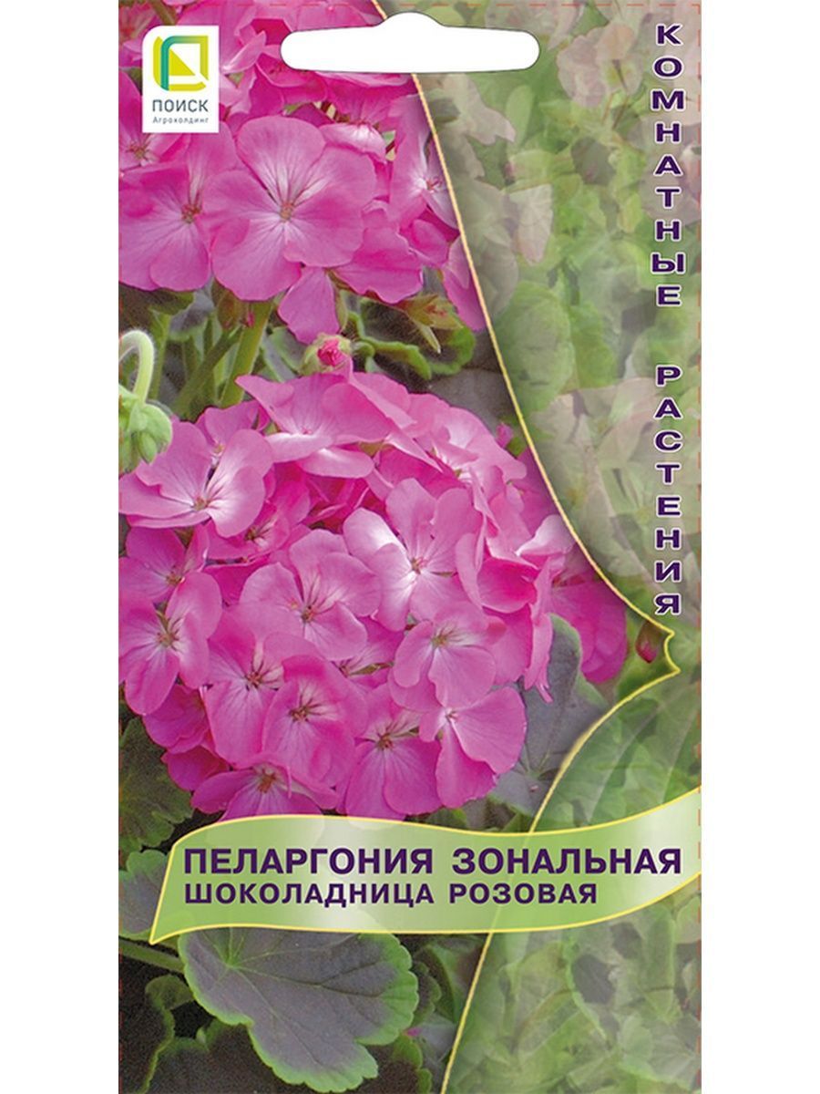 пеларгония зональная шоколадница